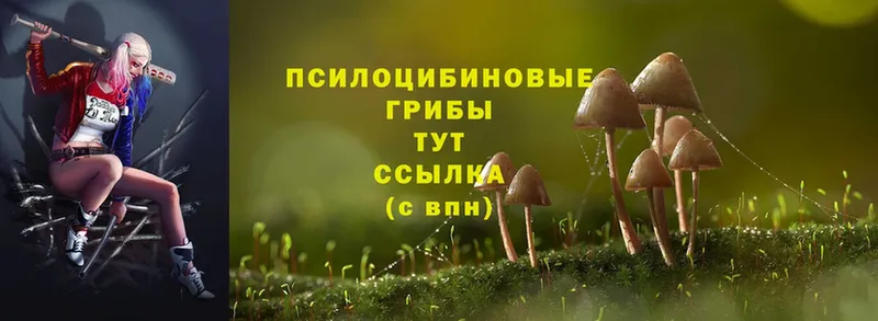 Галлюциногенные грибы Cubensis  Воронеж 